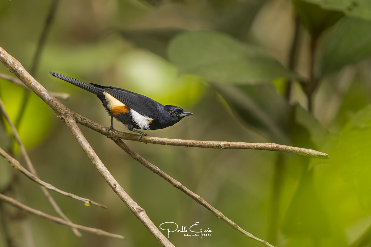 Fulvous-crested Tanager - Pablo Eguia