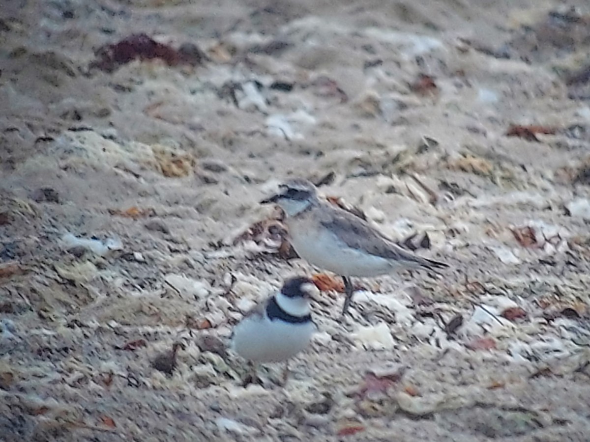 Semipalmated Plover - ML604645411