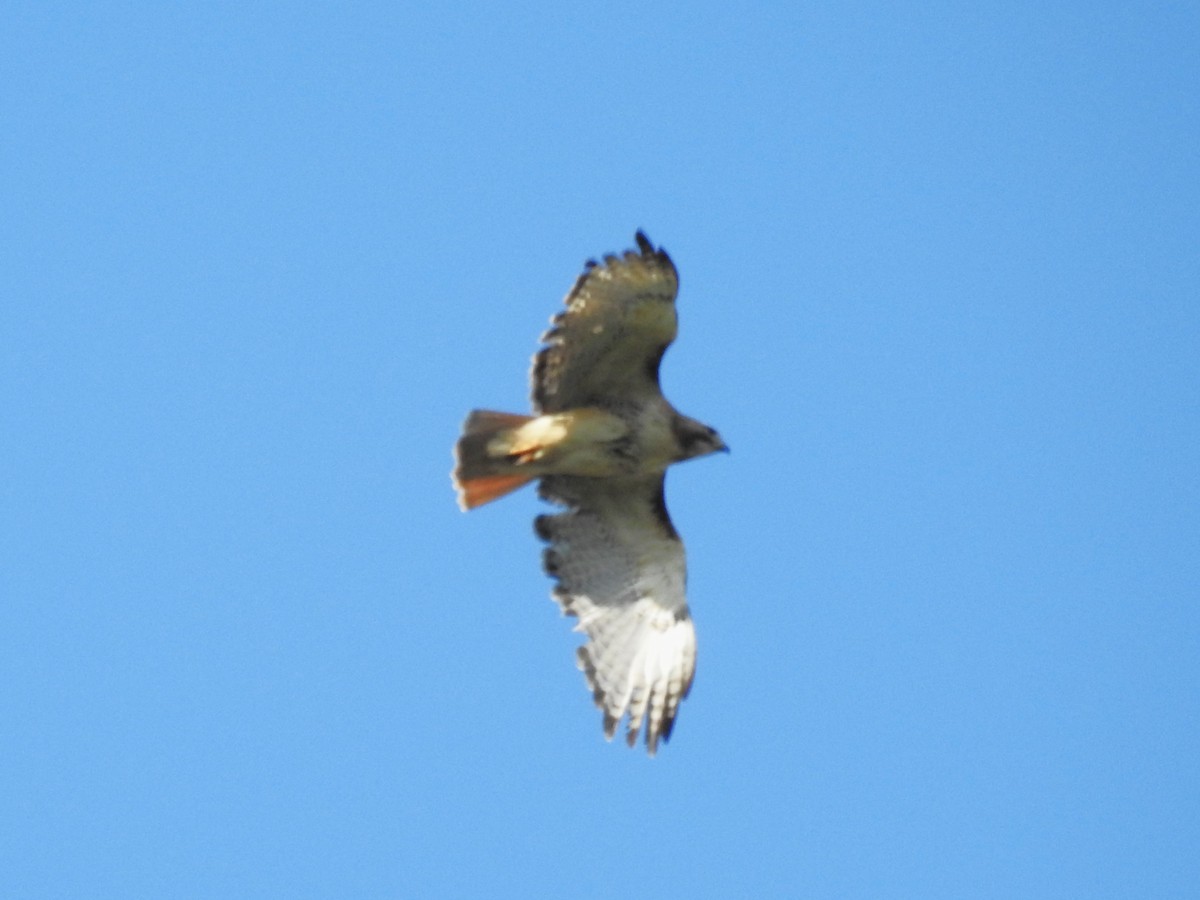 Red-tailed Hawk - ML604645471