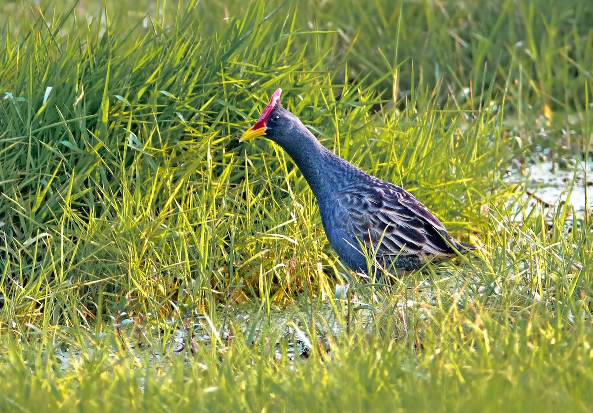 Watercock - Biswanath Mondal