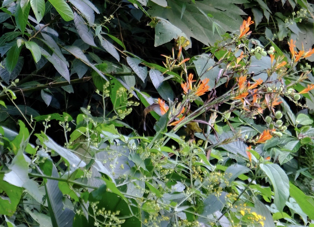 kolibřík dlouhozobý - ML604653891