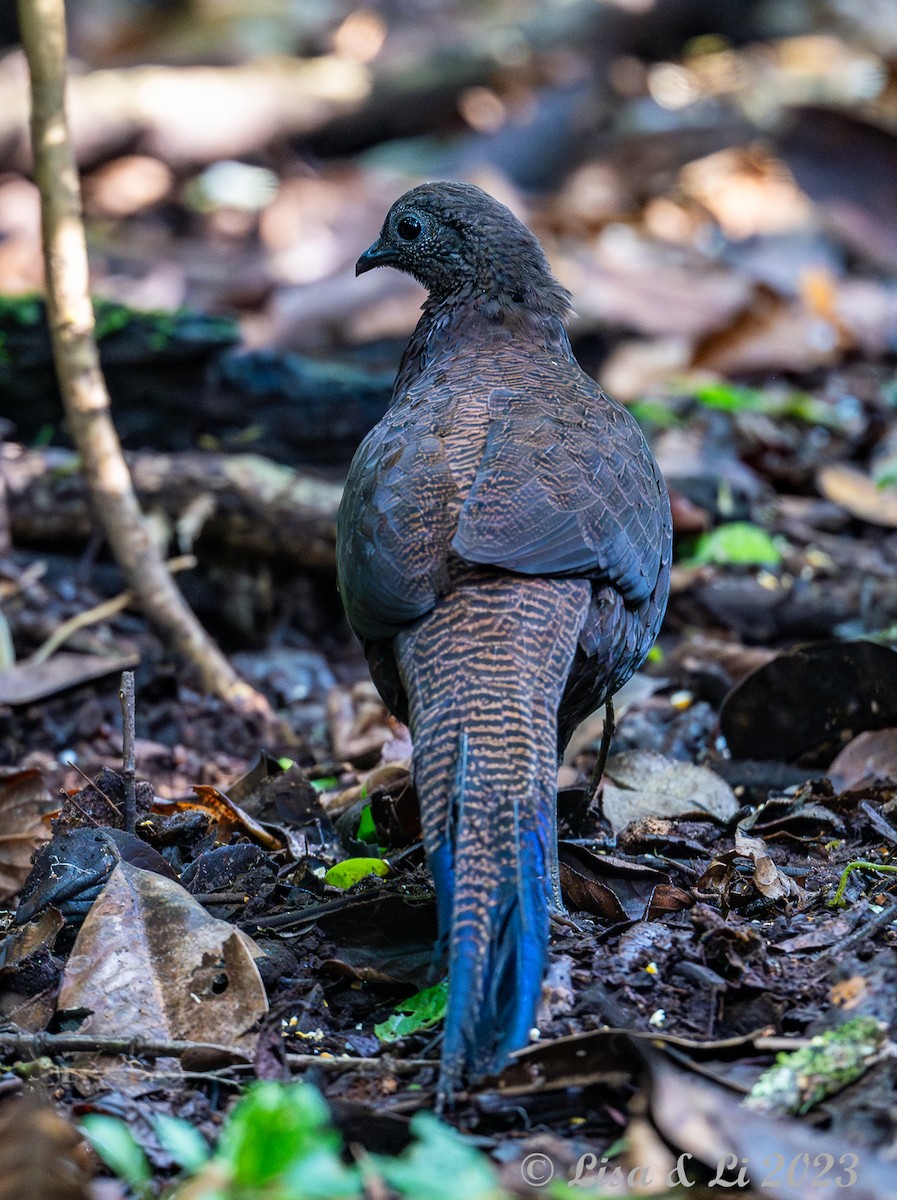 Bronze-tailed Peacock-Pheasant - ML604656441
