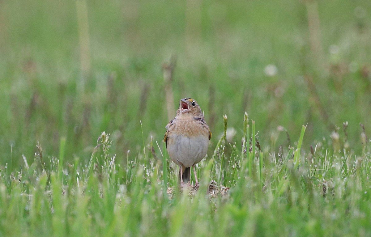 Grasshopper Sparrow - ML604669261