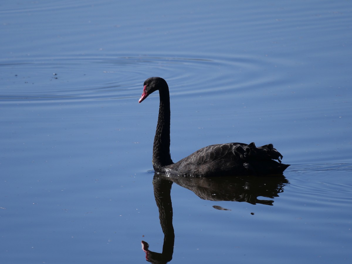 Black Swan - Peter Lowe