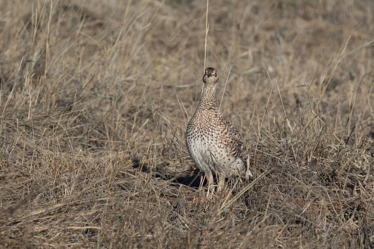 Sharp-tailed Grouse - ML604677591