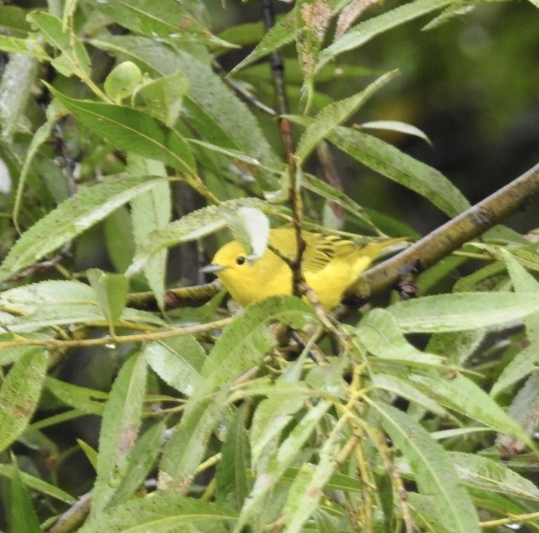 Yellow Warbler - ML604678881