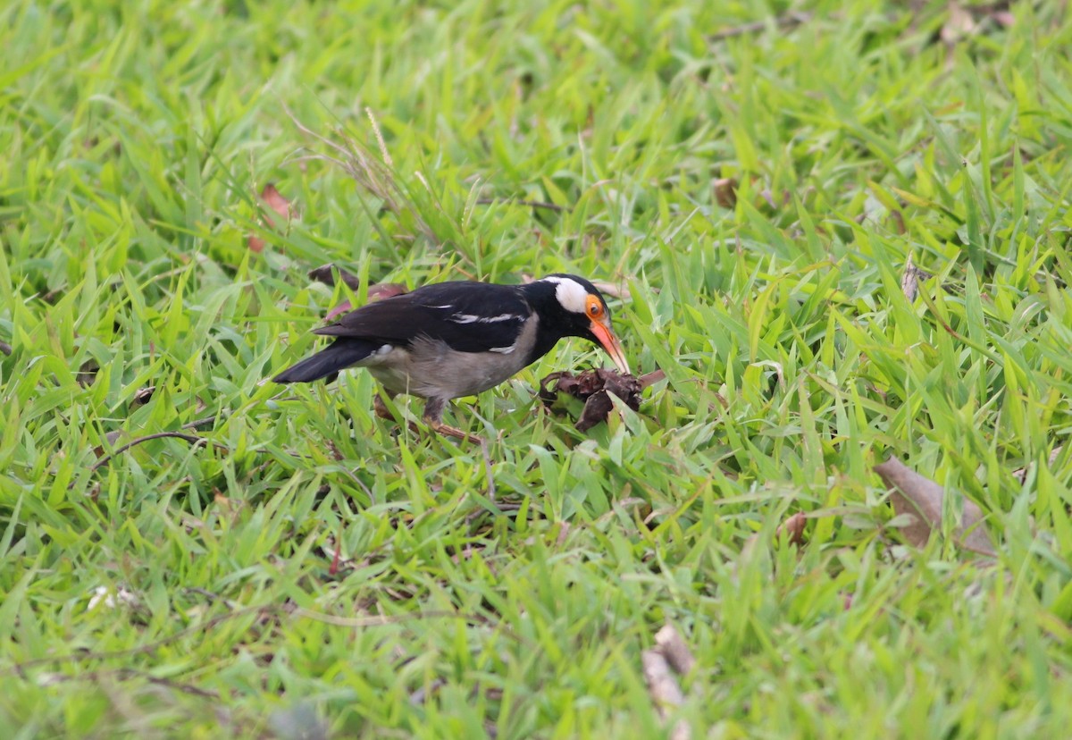 Indian Pied Starling - ML604682301