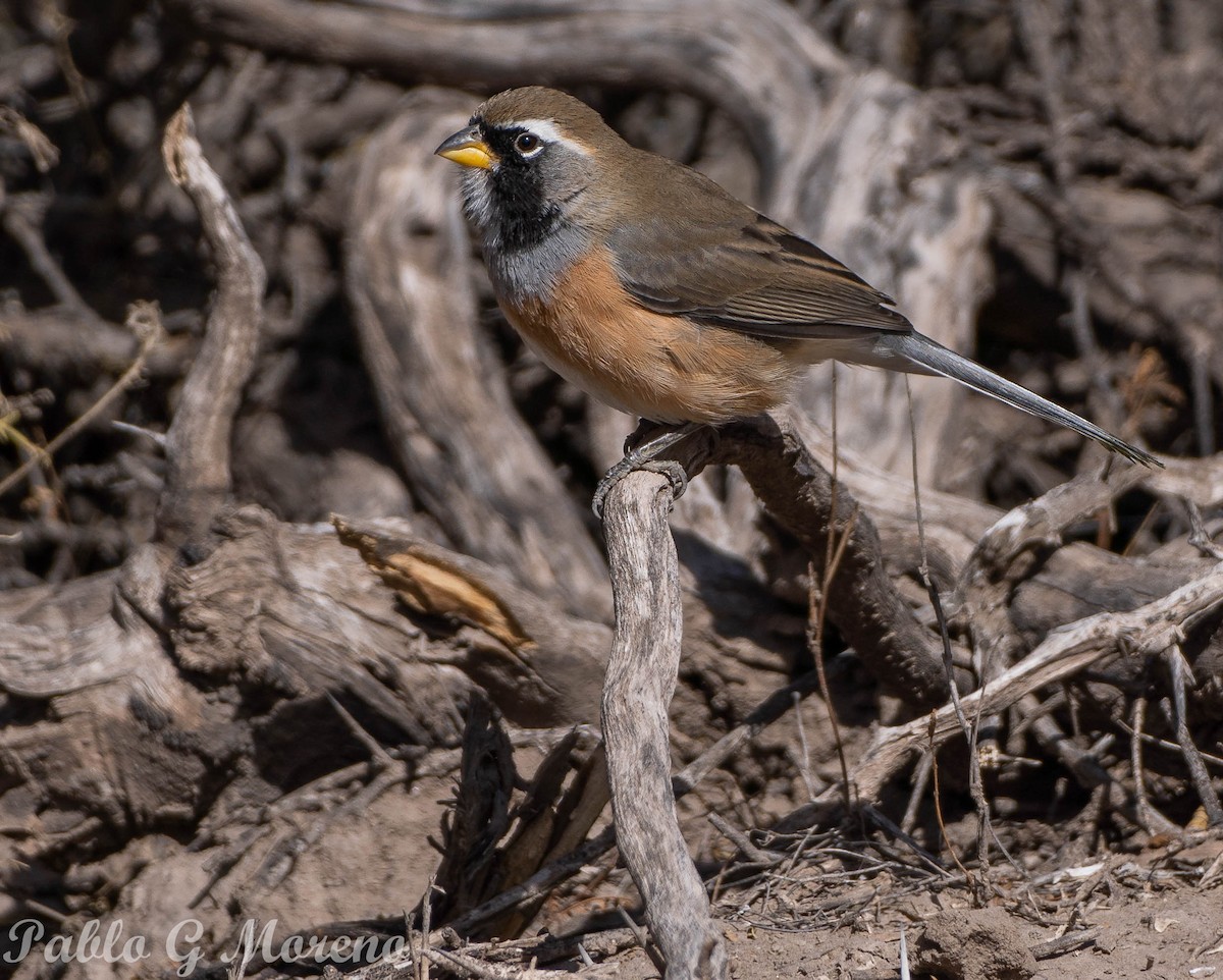 Many-colored Chaco Finch - ML604682551