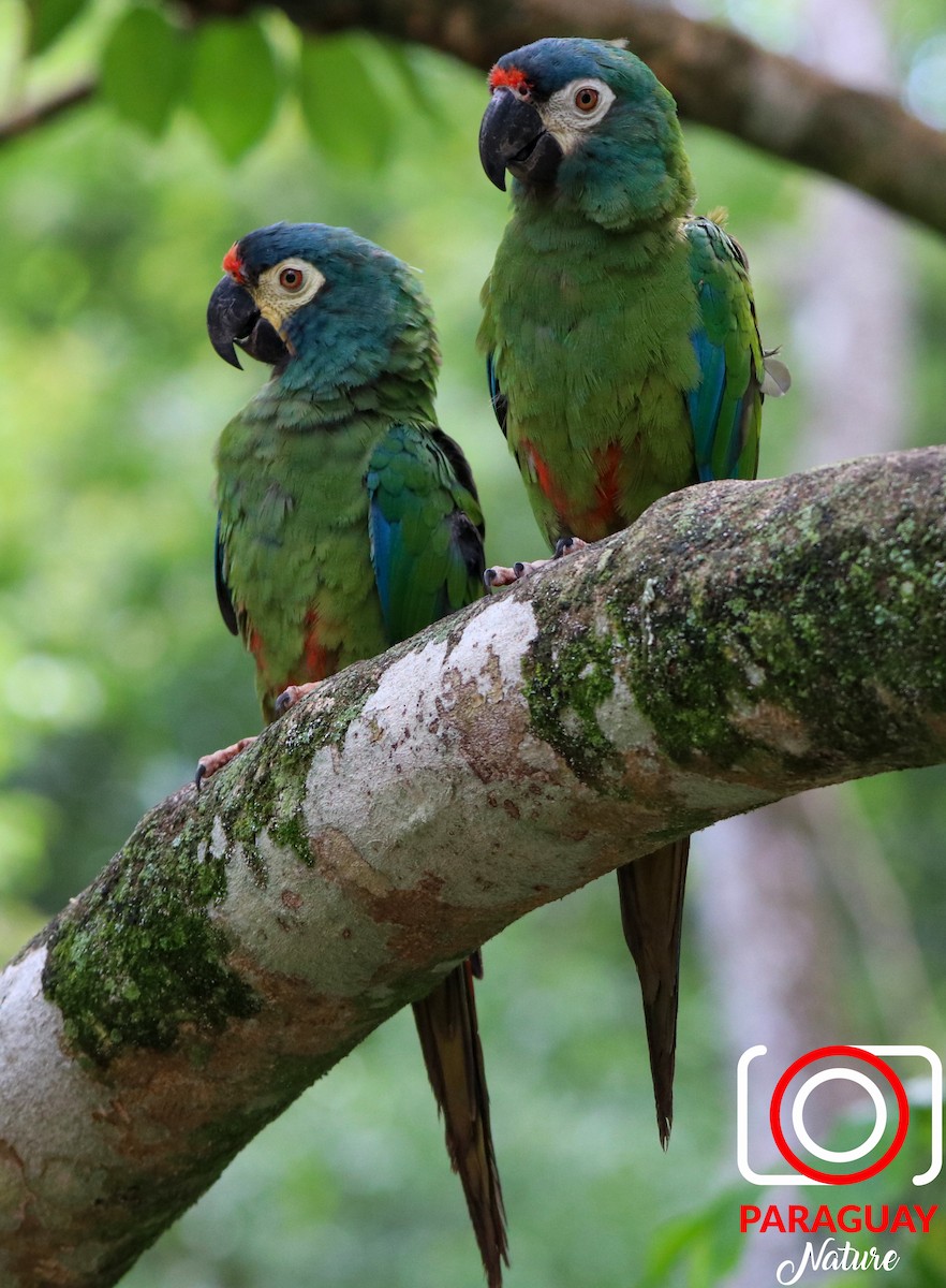 Blue-winged Macaw - ML604685221