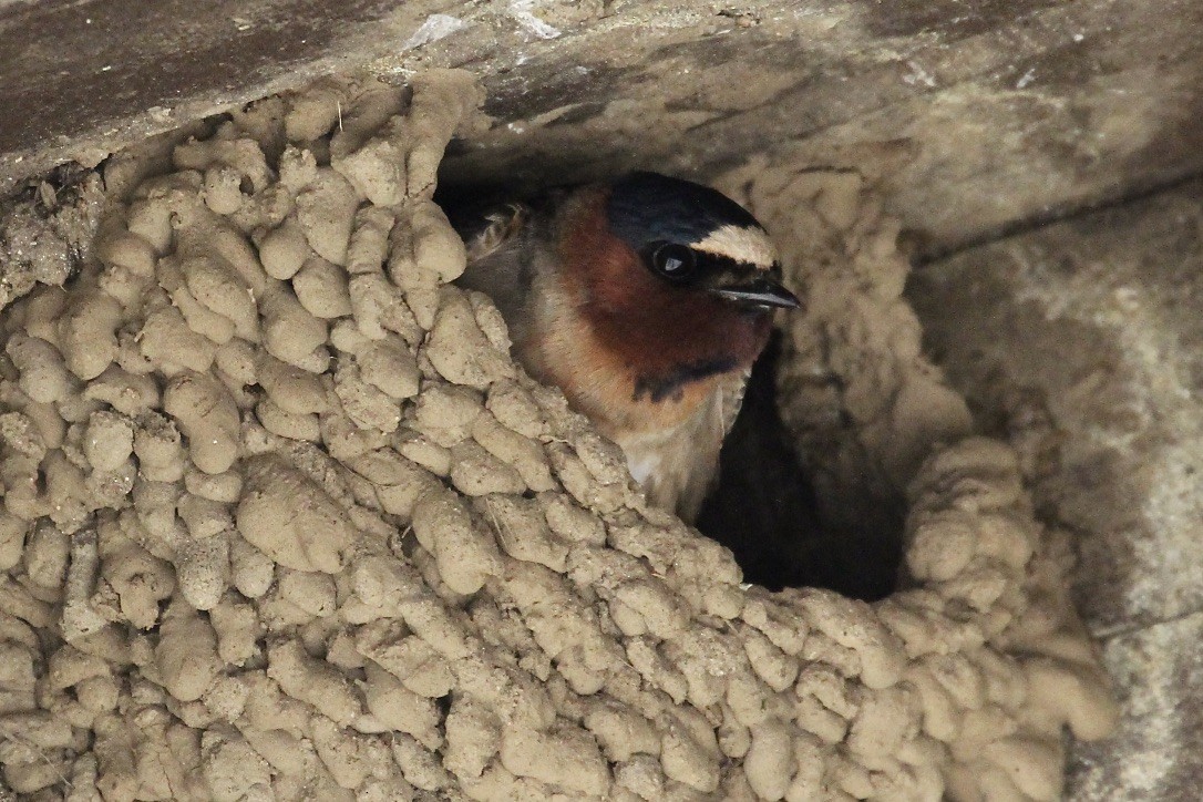 Cliff Swallow - Irvin Pitts