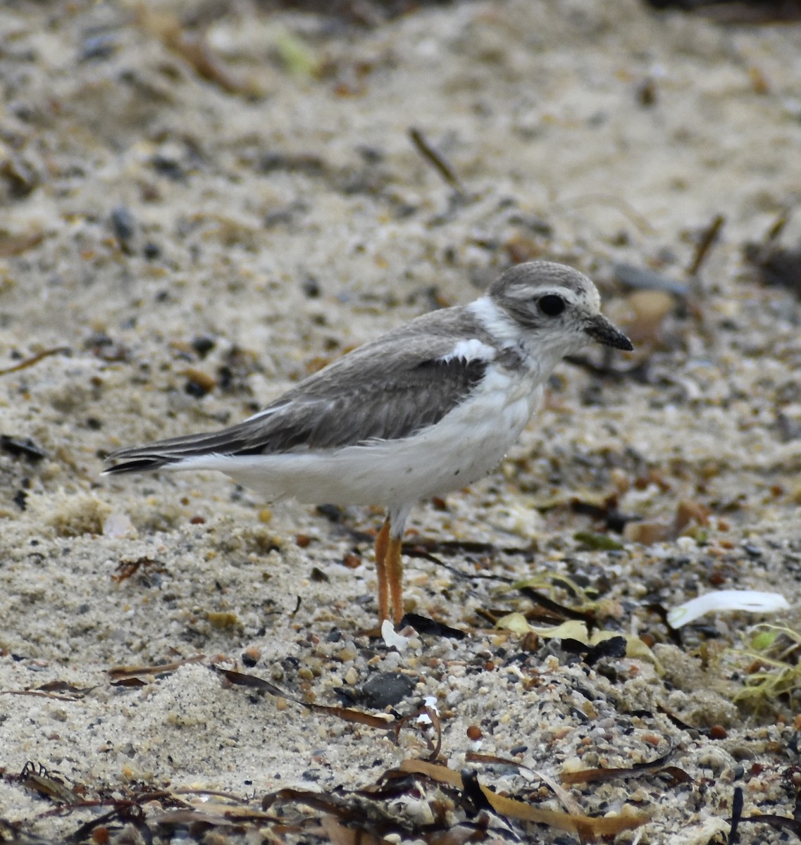 Piping Plover - ML604687611