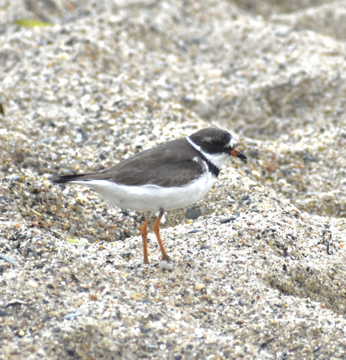 Semipalmated Plover - ML604687821