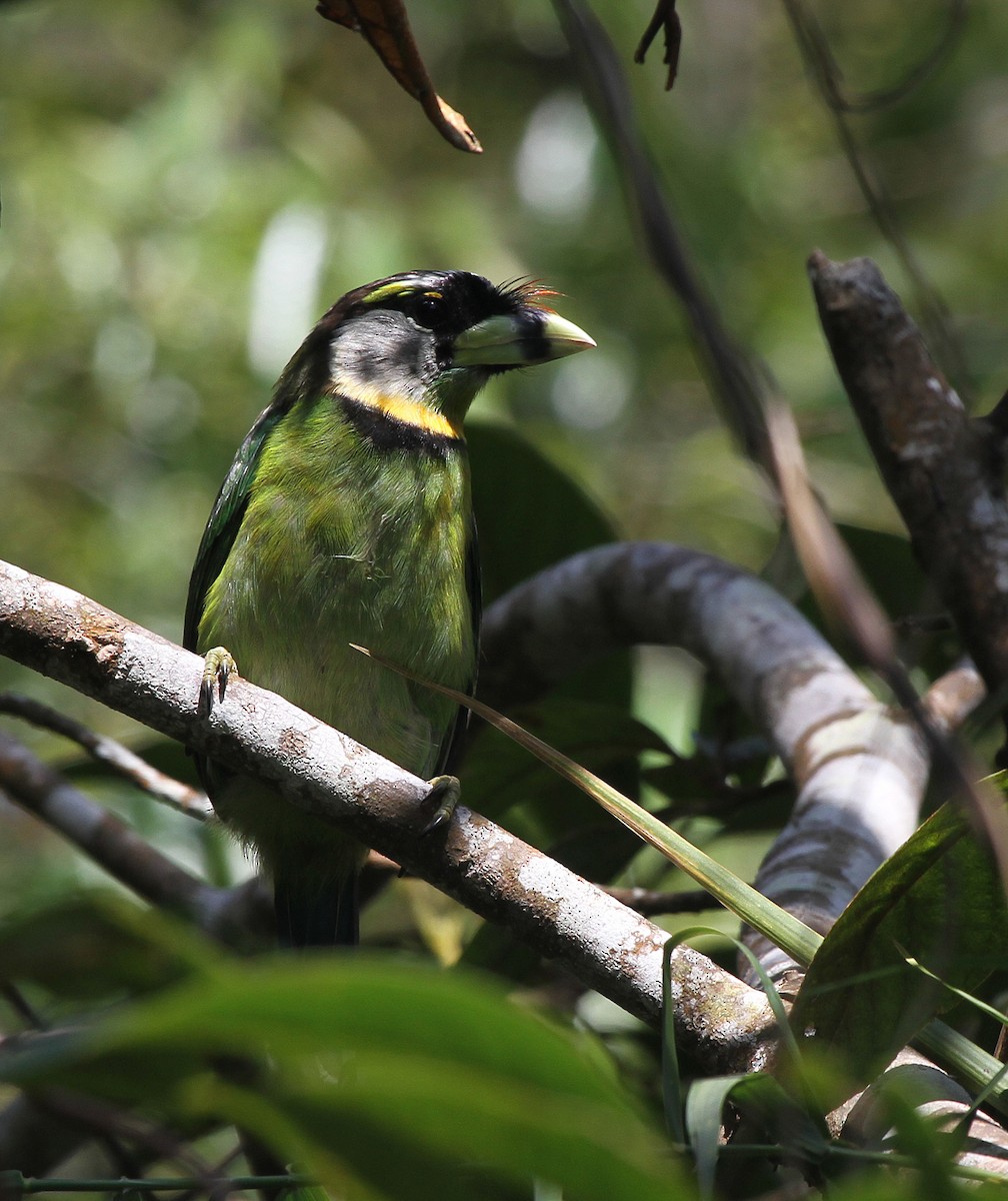 Fire-tufted Barbet - ML604689571