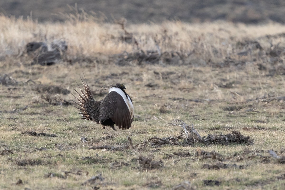 Greater Sage-Grouse - ML604692621