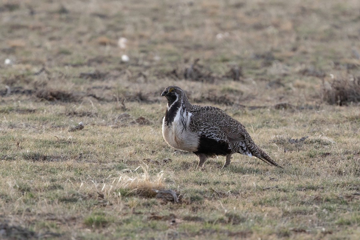 Greater Sage-Grouse - ML604692631