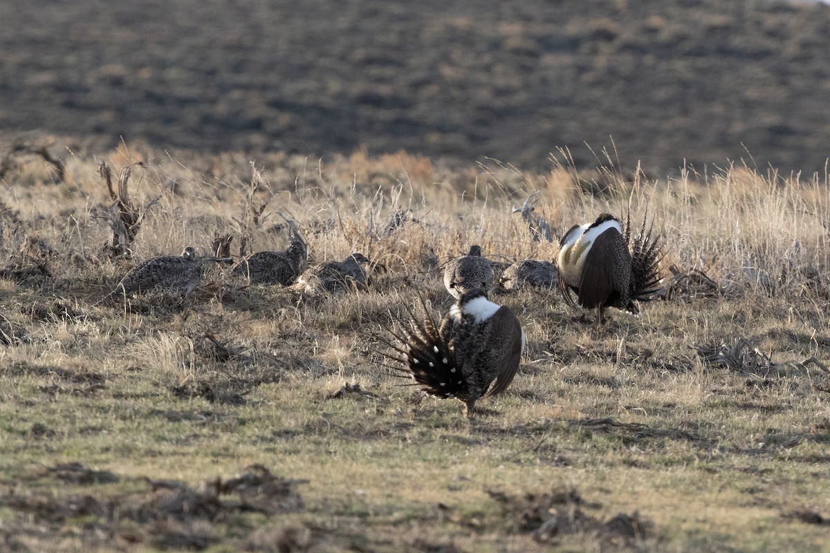 Greater Sage-Grouse - ML604692641