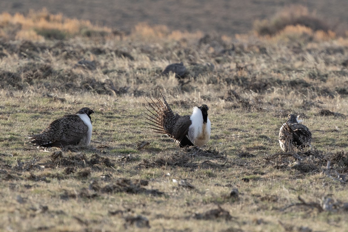 Greater Sage-Grouse - ML604692651