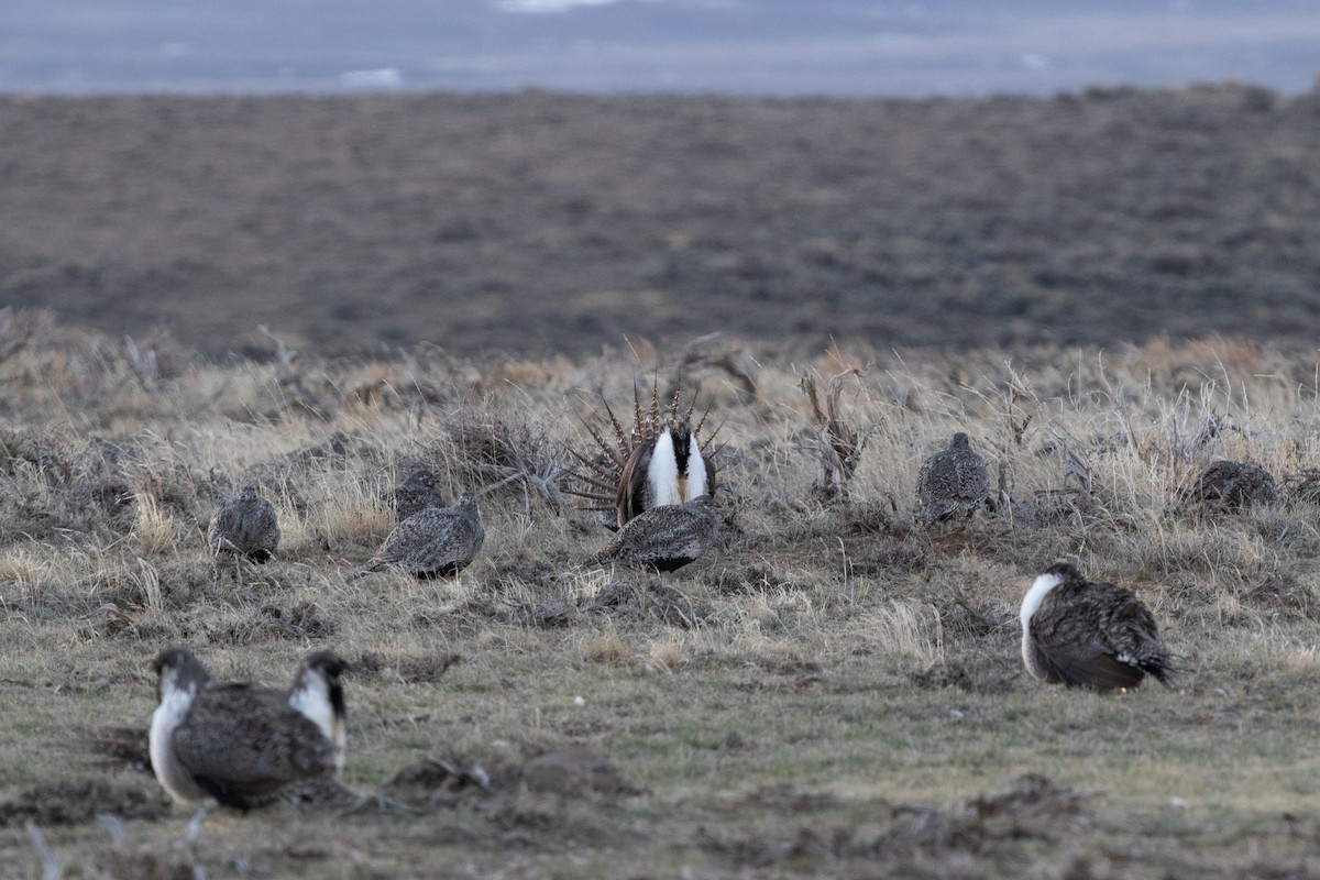 Greater Sage-Grouse - ML604692671