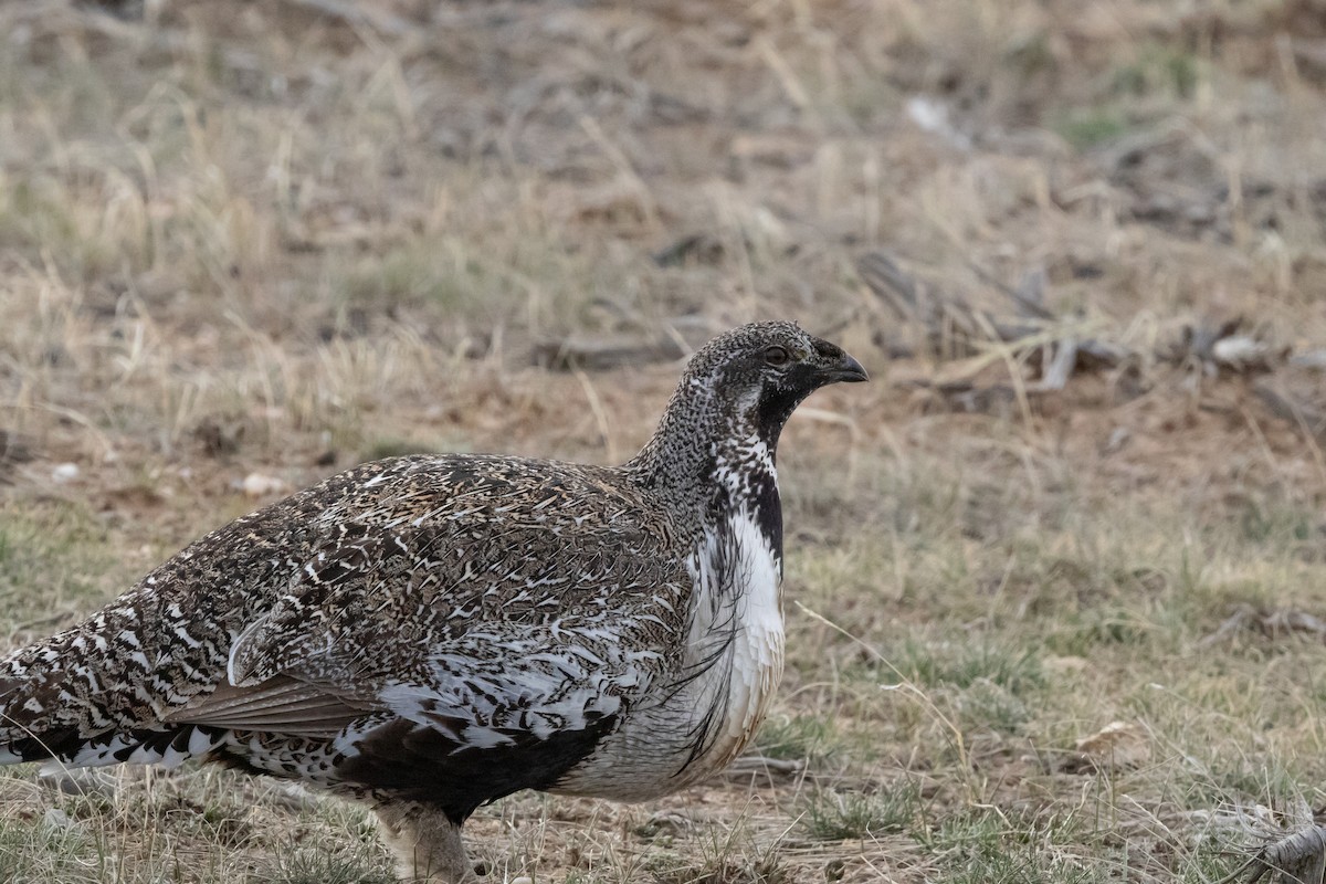 Greater Sage-Grouse - ML604692691