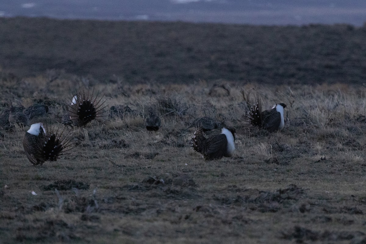 Greater Sage-Grouse - ML604692701