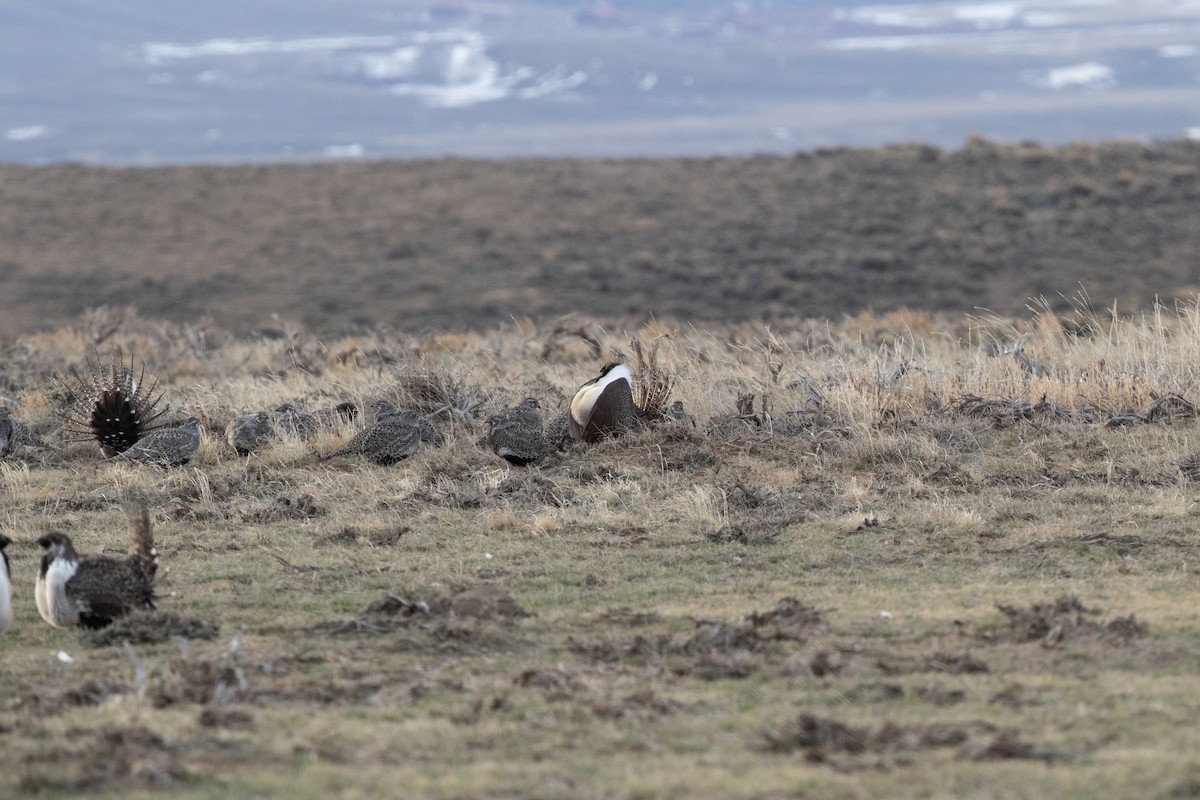 Greater Sage-Grouse - ML604692711