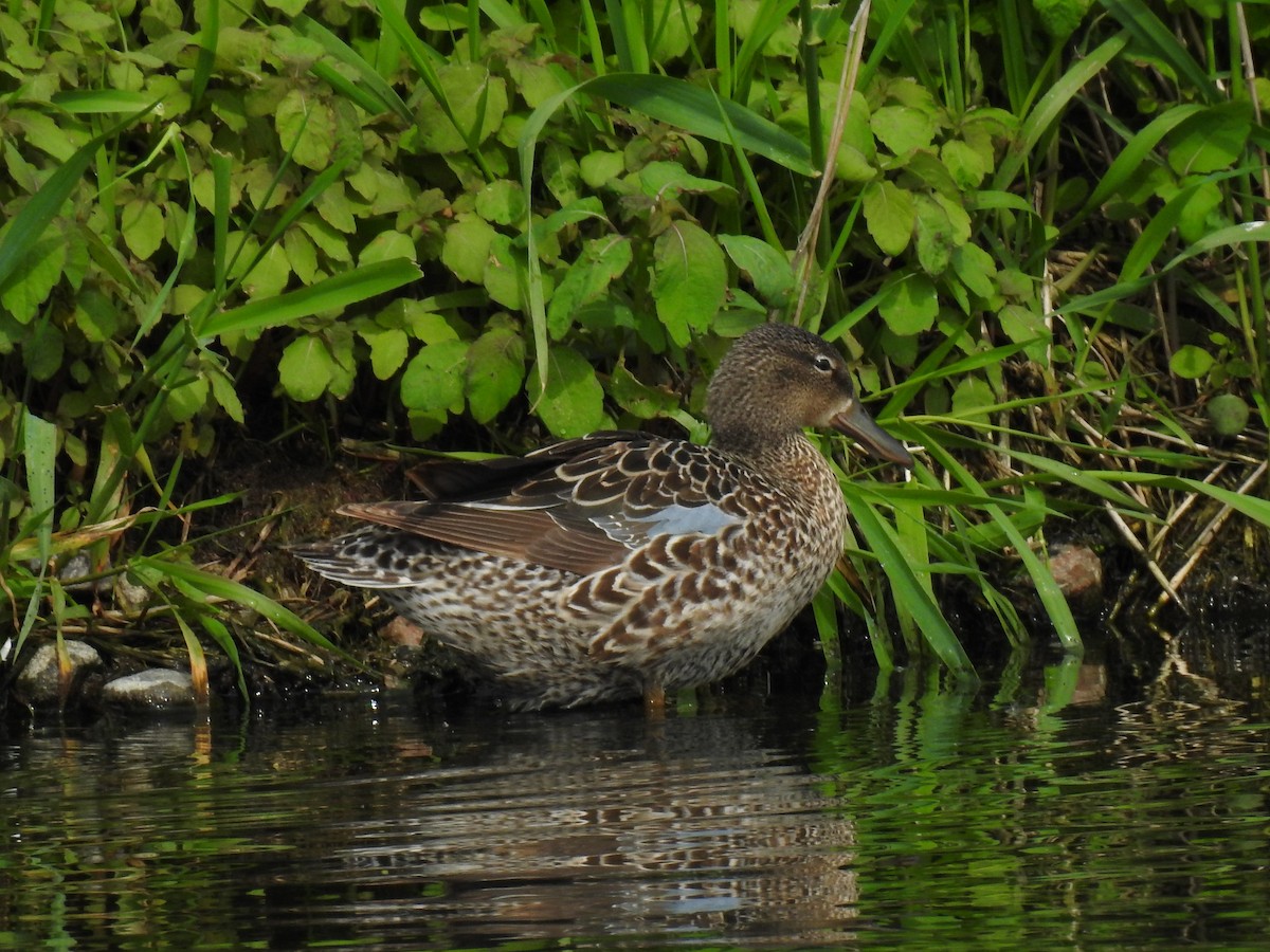 Blue-winged Teal - ML60469281