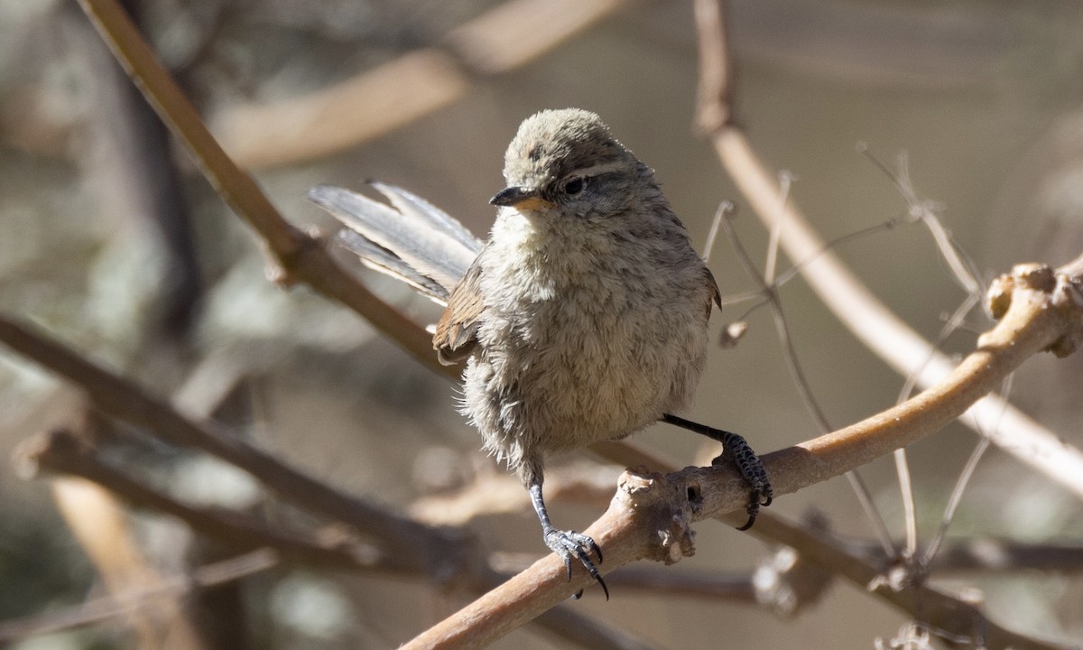 Rusty-crowned Tit-Spinetail - ML604694151