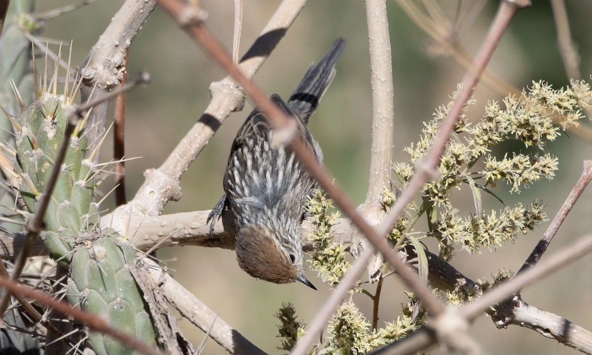 Rusty-crowned Tit-Spinetail - ML604694161