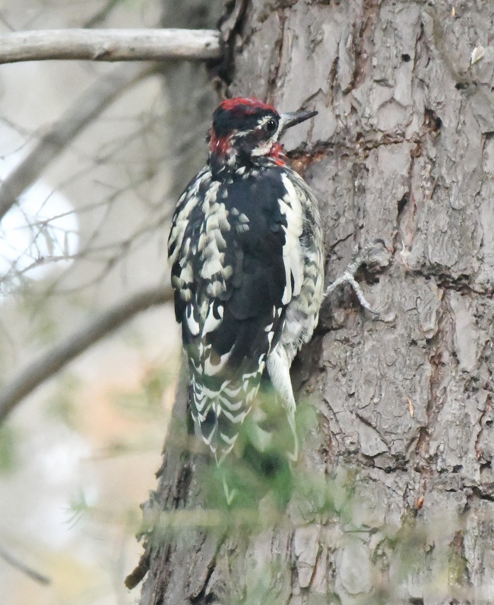 Red-naped x Red-breasted Sapsucker (hybrid) - ML604694941