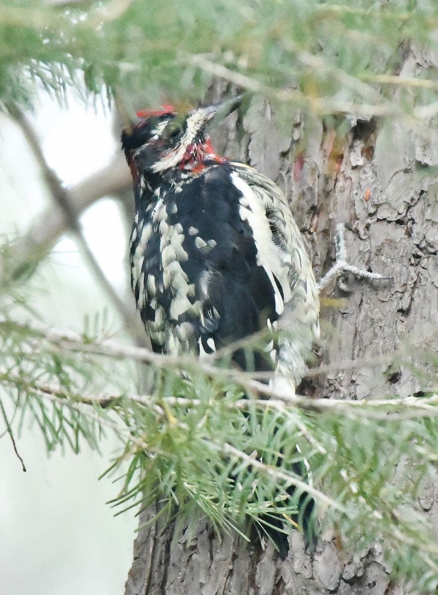 Red-naped x Red-breasted Sapsucker (hybrid) - ML604694961