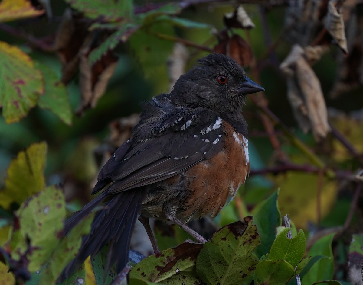 Spotted Towhee - ML604699001