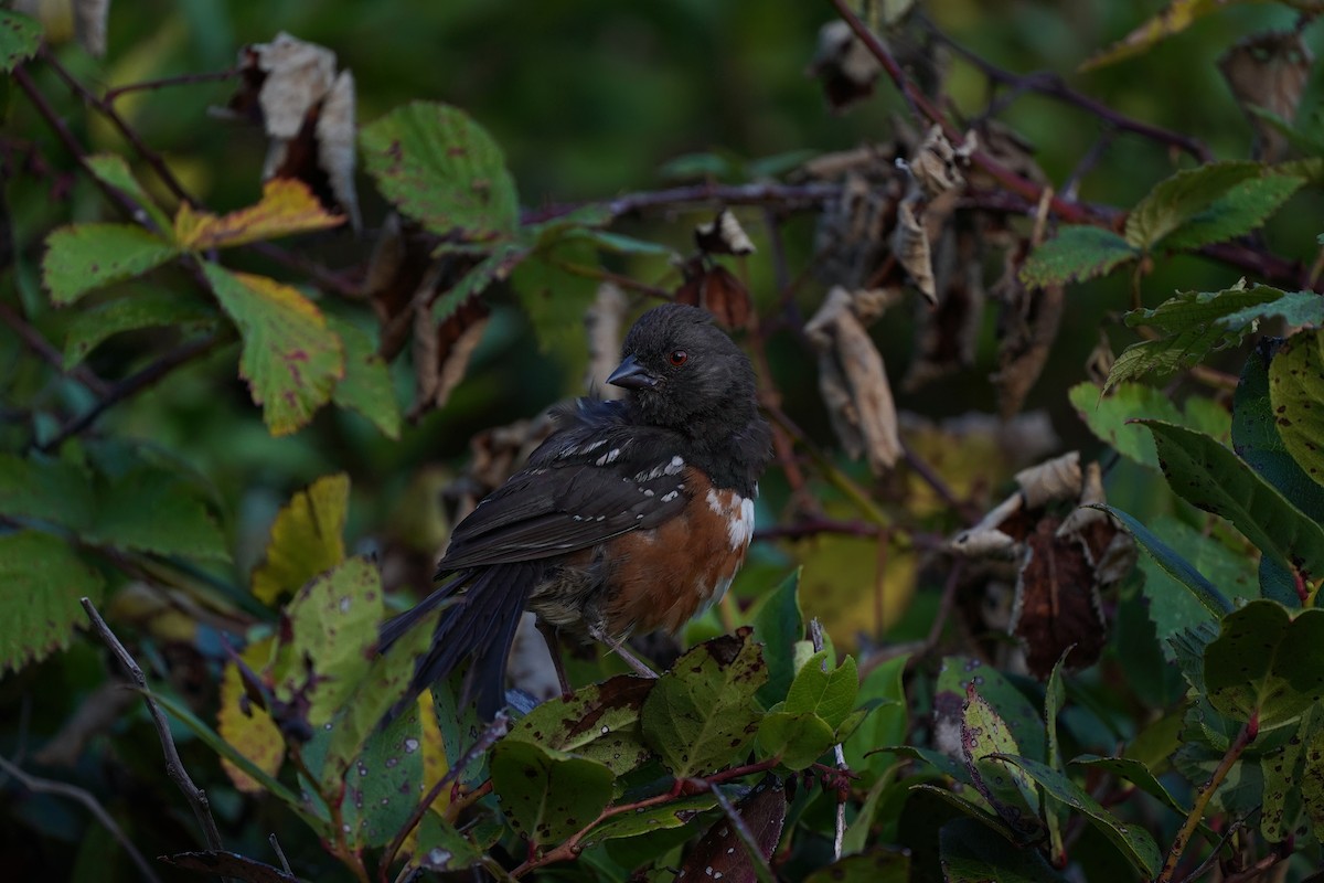 Spotted Towhee - ML604699021