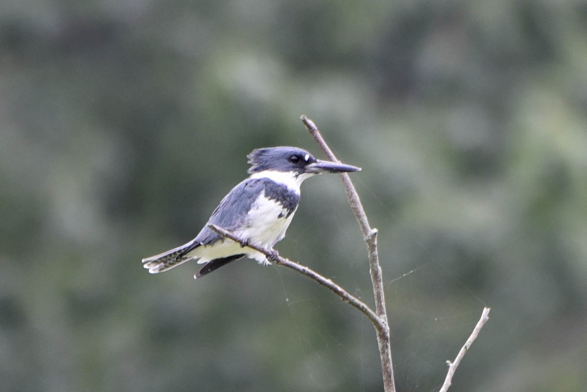 Belted Kingfisher - ML604699031
