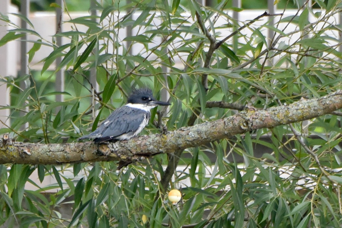Belted Kingfisher - ML604699091