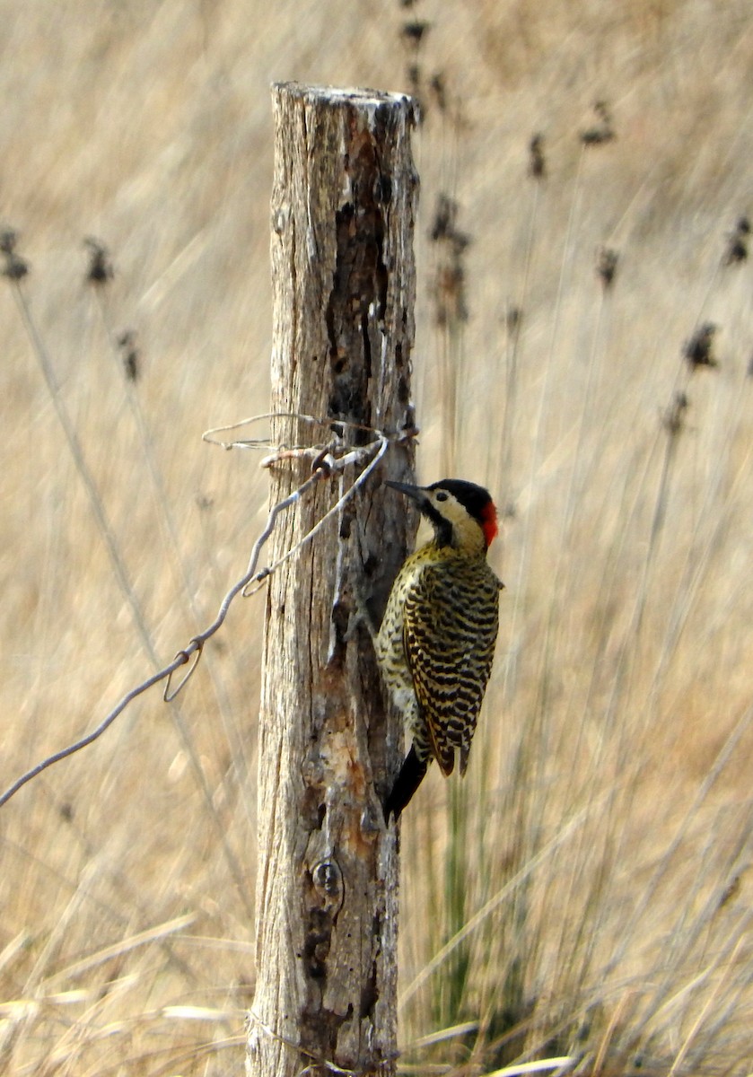 Green-barred Woodpecker - ML604699551