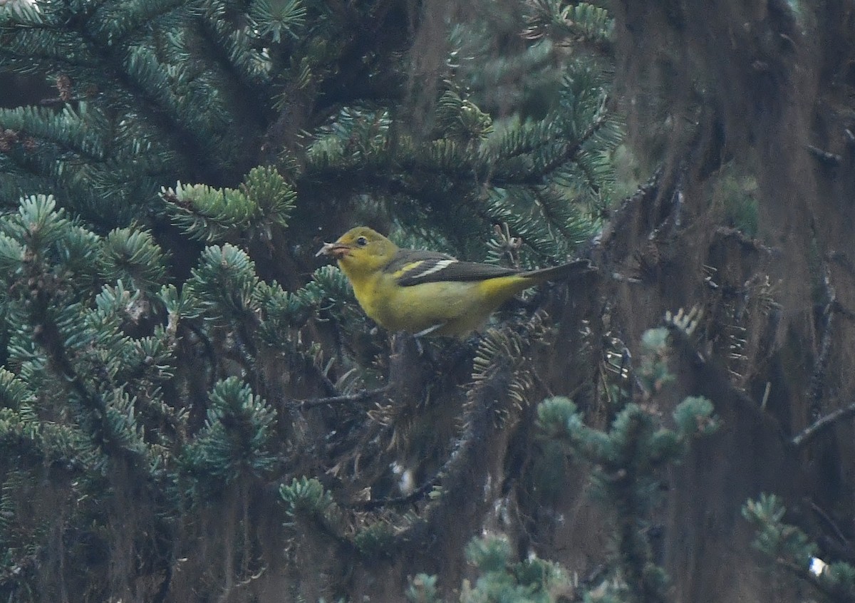 Western Tanager - ML604699811