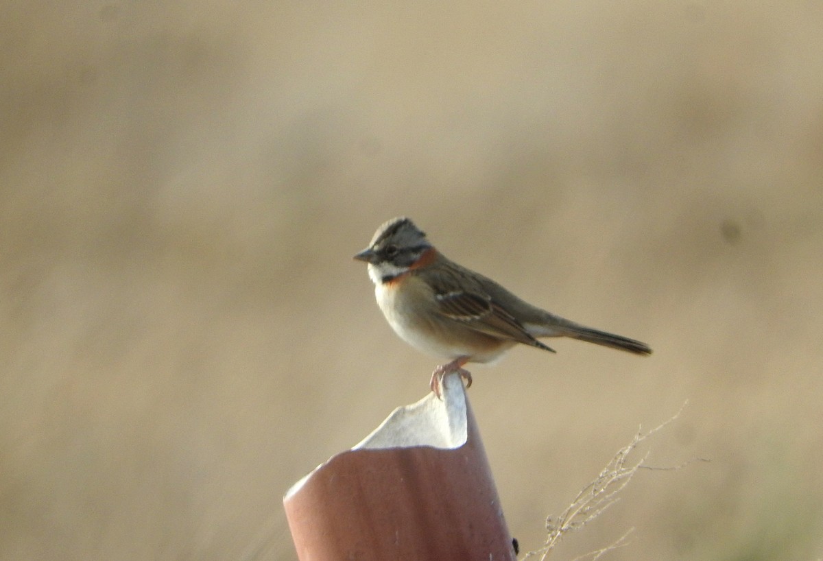 Rufous-collared Sparrow - ML604700381