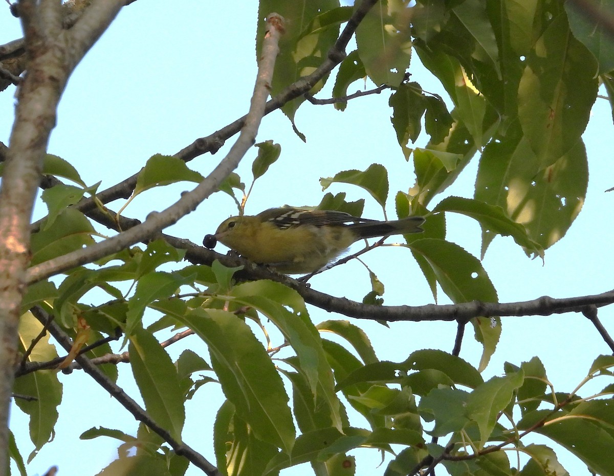 Bay-breasted Warbler - ML604700451