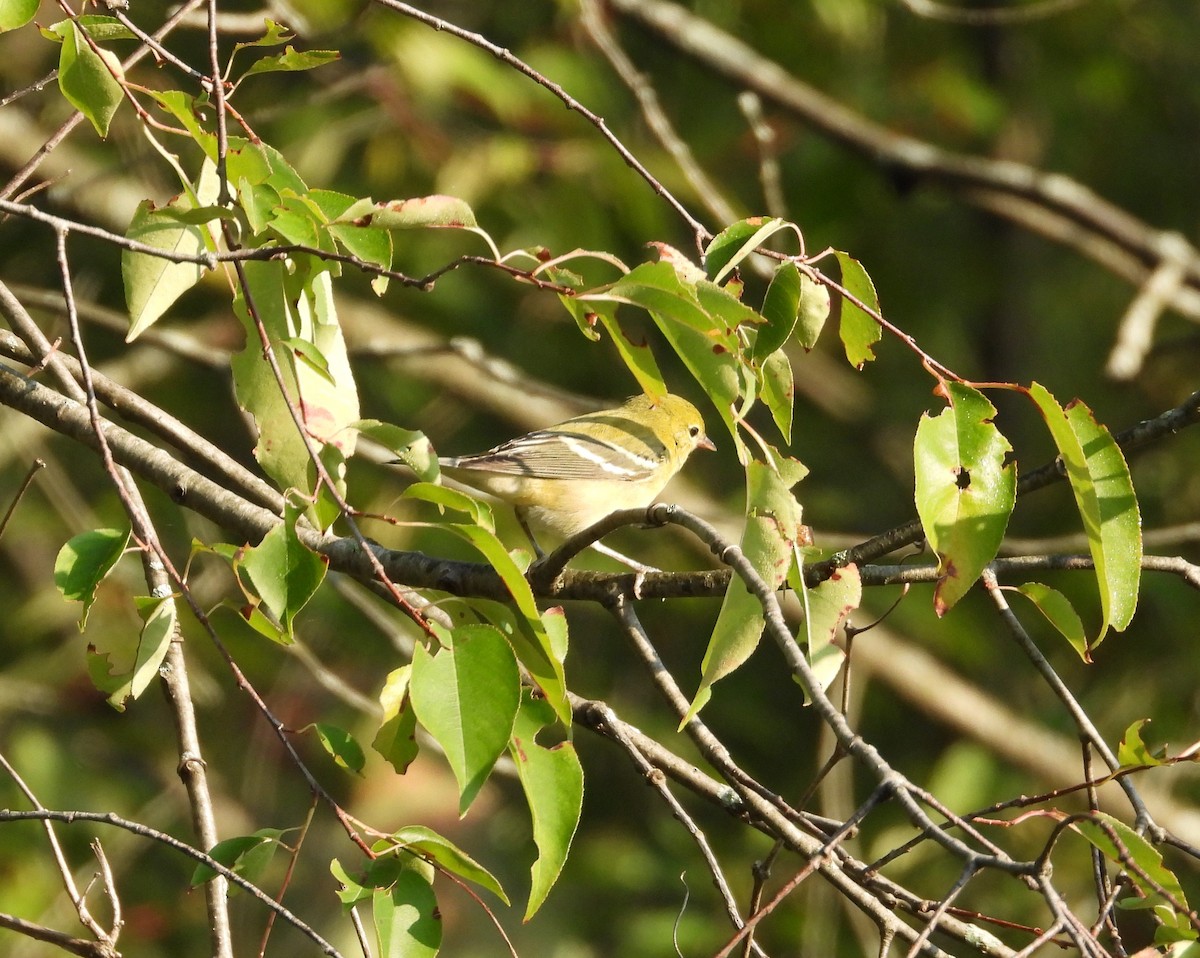 Bay-breasted Warbler - ML604701171