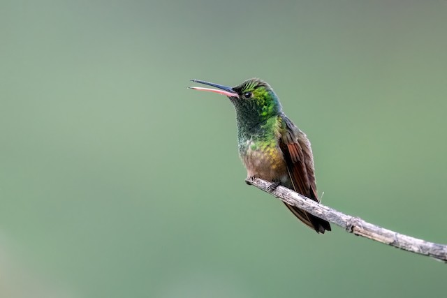 Berylline Hummingbird