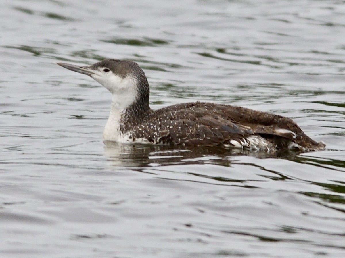 Red-throated Loon - Franklin Nejame