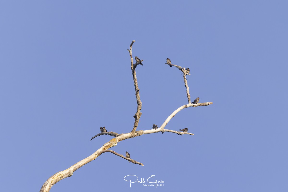 White-thighed Swallow - ML604706771