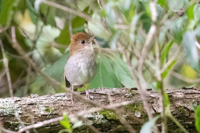 Russet Nightingale-Thrush