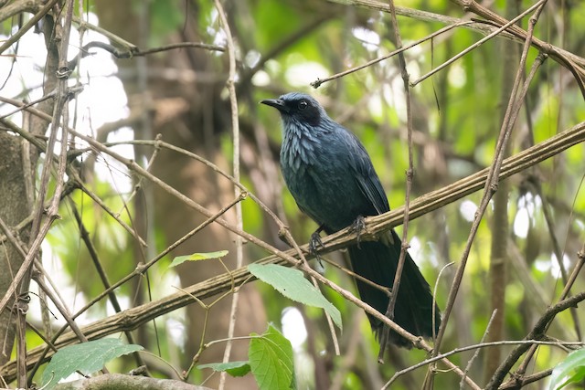 Blue Mockingbird