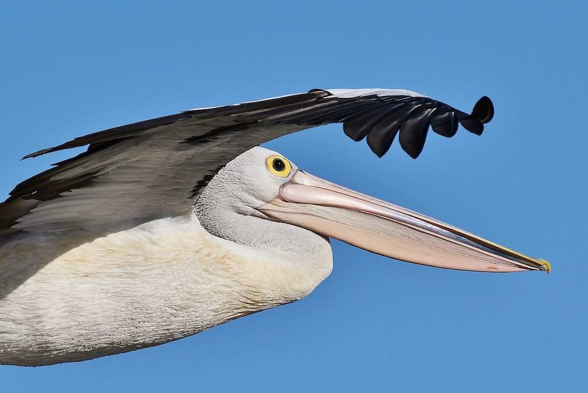 Australian Pelican - ML60471301