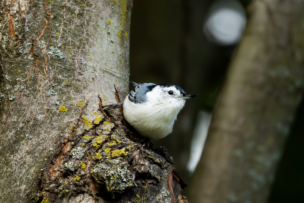 White-breasted Nuthatch - ML604713551