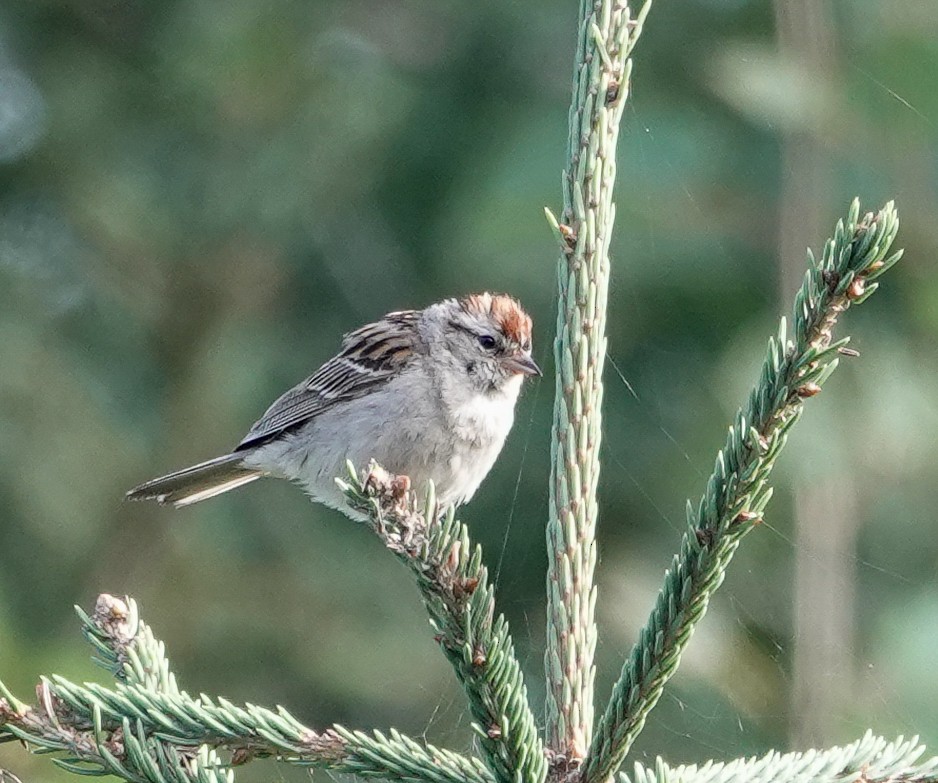 Chipping Sparrow - Patsy Skene