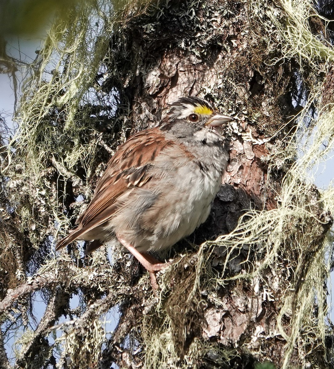 White-throated Sparrow - ML604714261