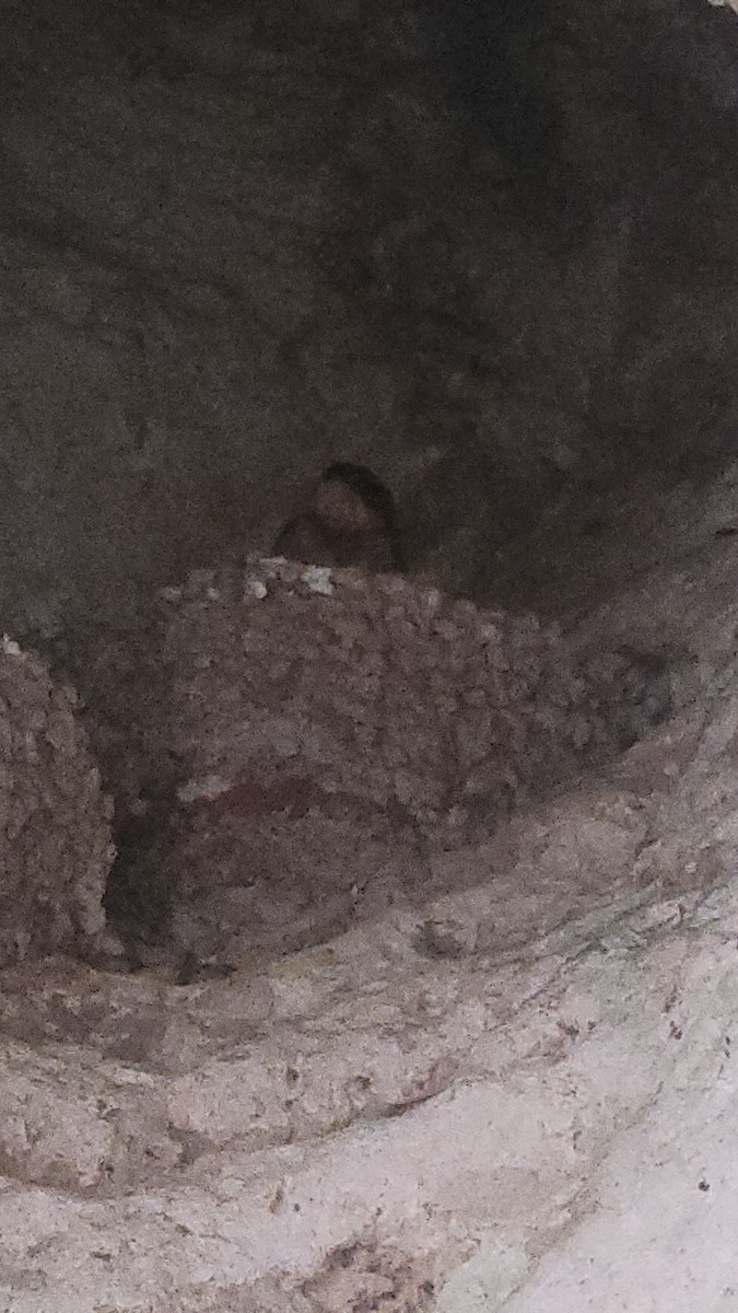Cave Swallow - ML604716111