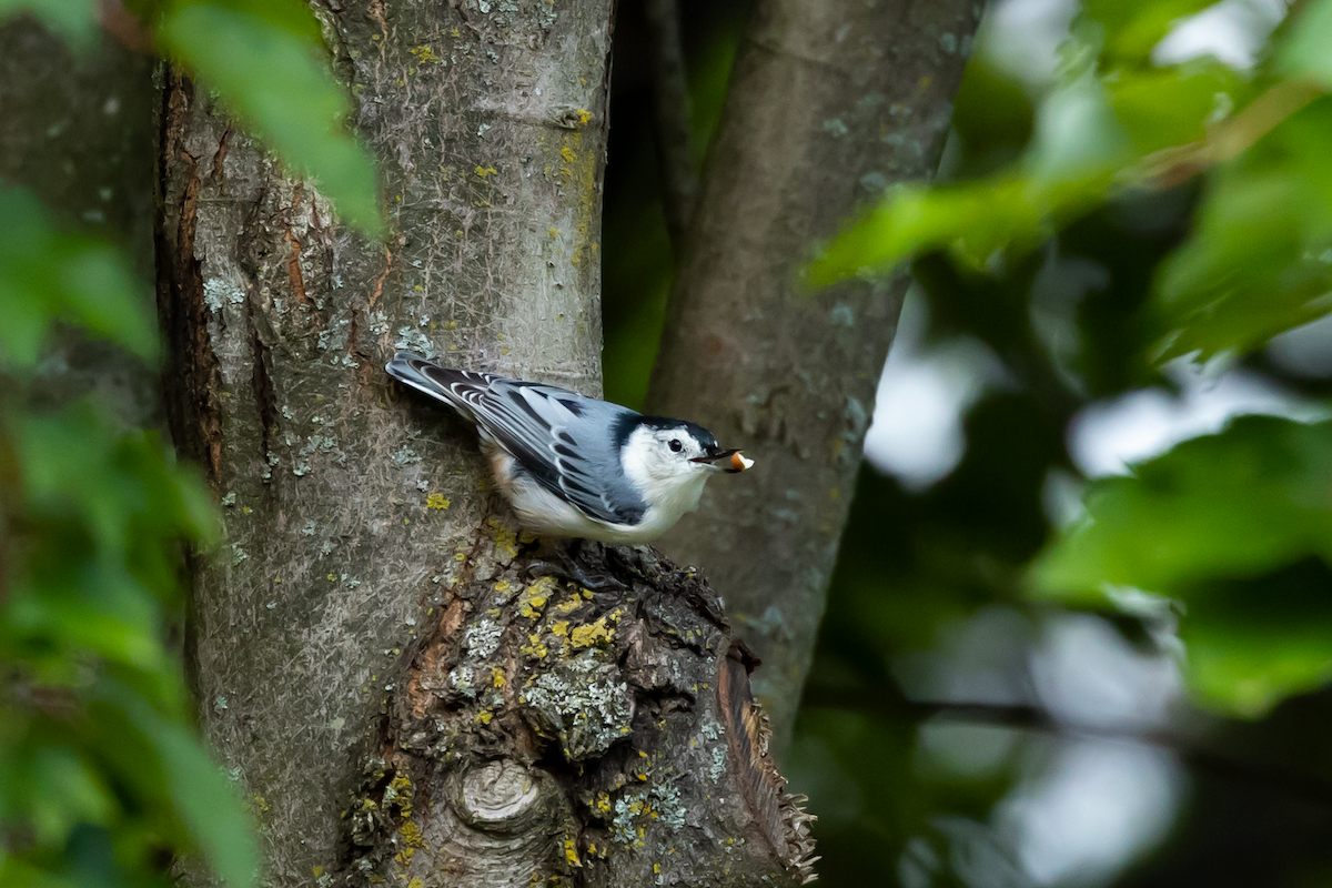 White-breasted Nuthatch - Han Tay